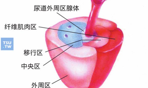 变色叶树图片-【变色叶子植物有毒吗】变色叶花怎样养 - 变色叶功效网