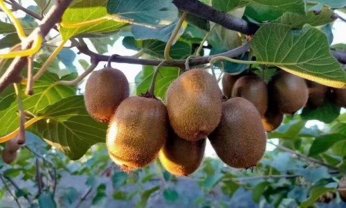 变色叶树图片-【变色叶子植物有毒吗】变色叶花怎样养 - 变色叶功效网